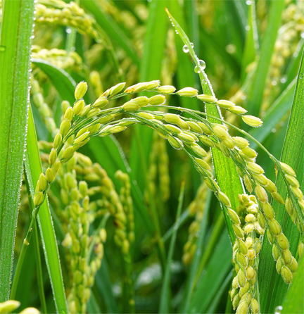 rice
